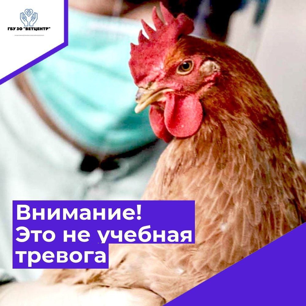 ПАМЯТКА ДЛЯ НАСЕЛЕНИЯ. ВНИМАНИЕ! ВЫСОКОПАТОГЕННЫЙ ГРИПП ПТИЦ