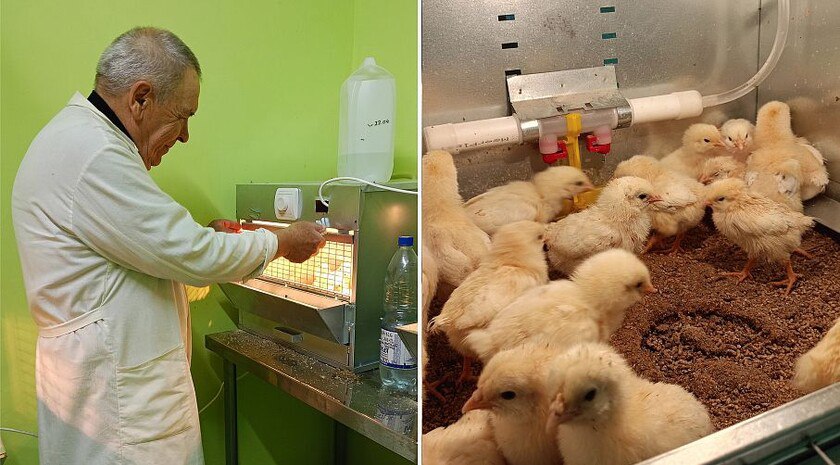 Ростовские ученые нашли способ держать животных здоровыми без лишних антибиотиков