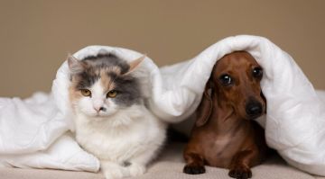 �������� �������. ������� ���������, ������� �������� ����� ������� � ��������