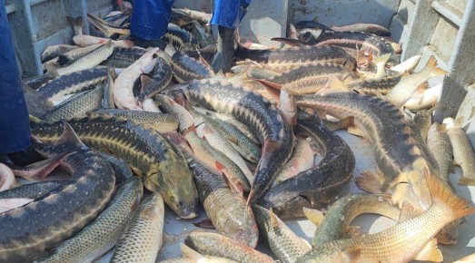 � �������� ���� ������� ����������� ��������� �������� ������