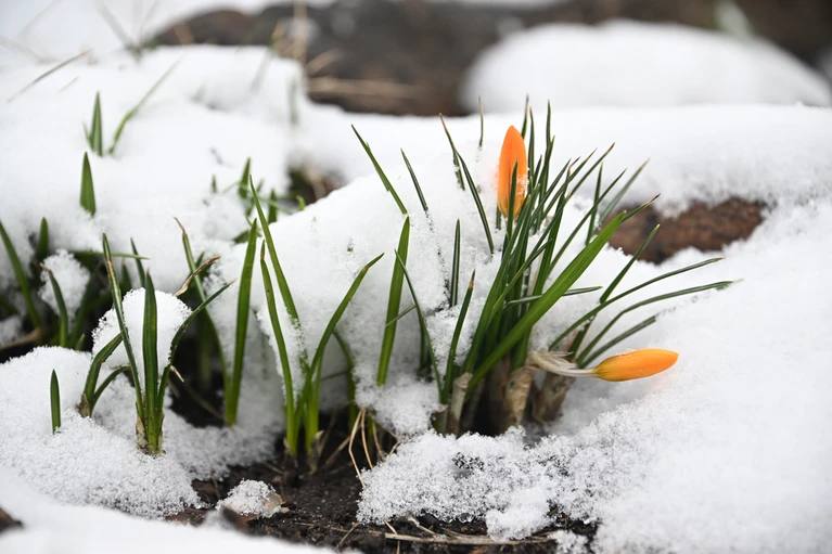 В Запорожской области проверяют состояние озимых на фоне морозов