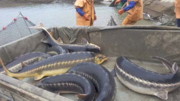 � �������� ���� ������� ����������� ��������� �������� ������