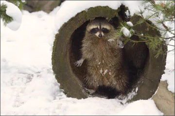 ������ ����, ������� ����������! ������ ����, ���������!