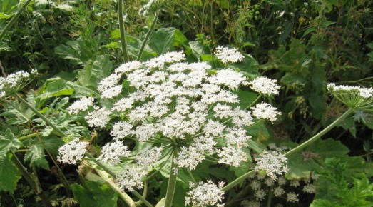 ��������� ��������� �������� ������������ ����, ��� � ��������