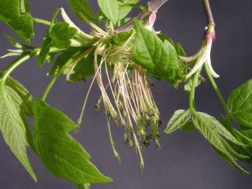 Американский клен замещает редкие виды растений, заявил ученый