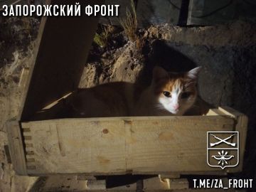 ���� ������� ���� � ������������ �����������