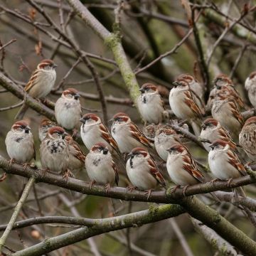 ������������ ������������� �������� ��������