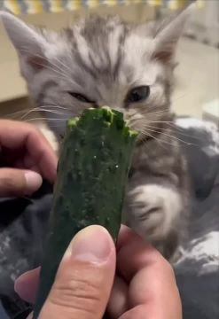 ���� ��������. ������� ������� � ��������� �� ���