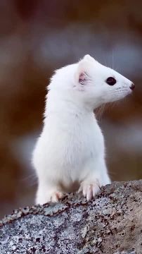 ������ ����!. ������� � �����������, 9 �������