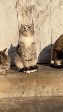 ����� � ��������� �������. ������ �� �������� �� ��������, � �� ��� ��� ��� ��