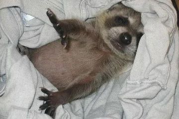 ������ ����, ������� ����������! ������ ����, ���������!