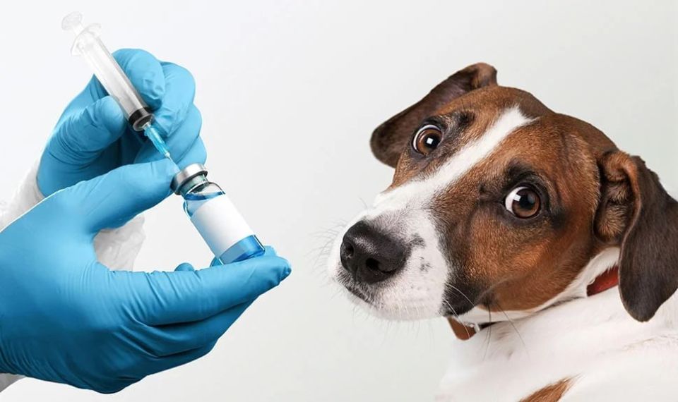 ������ � ��������: ������ ���������� �������� �������� � ��� �������������