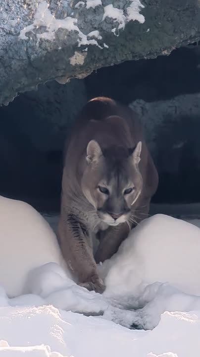 Пума Габриэль с осторожностью вступила в эту рабочую неделю