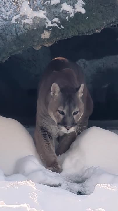 Пума Габриэль с осторожностью вступила в эту рабочую неделю