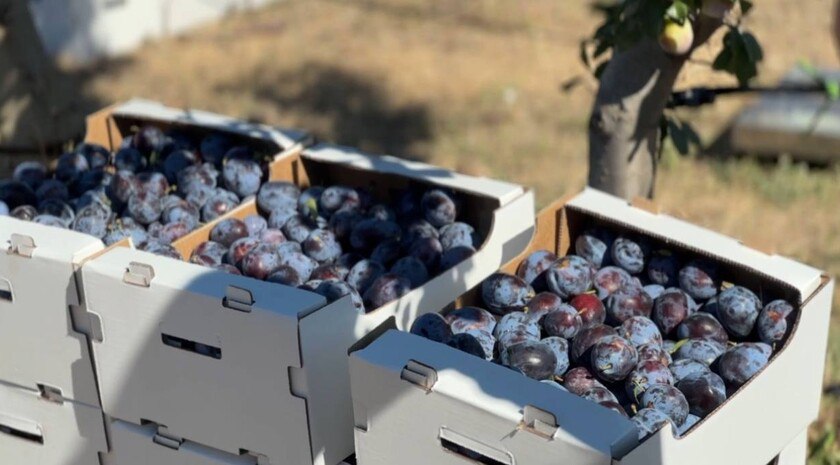 Ветераны СВО при поддержке властей запустили более 60 проектов в АПК