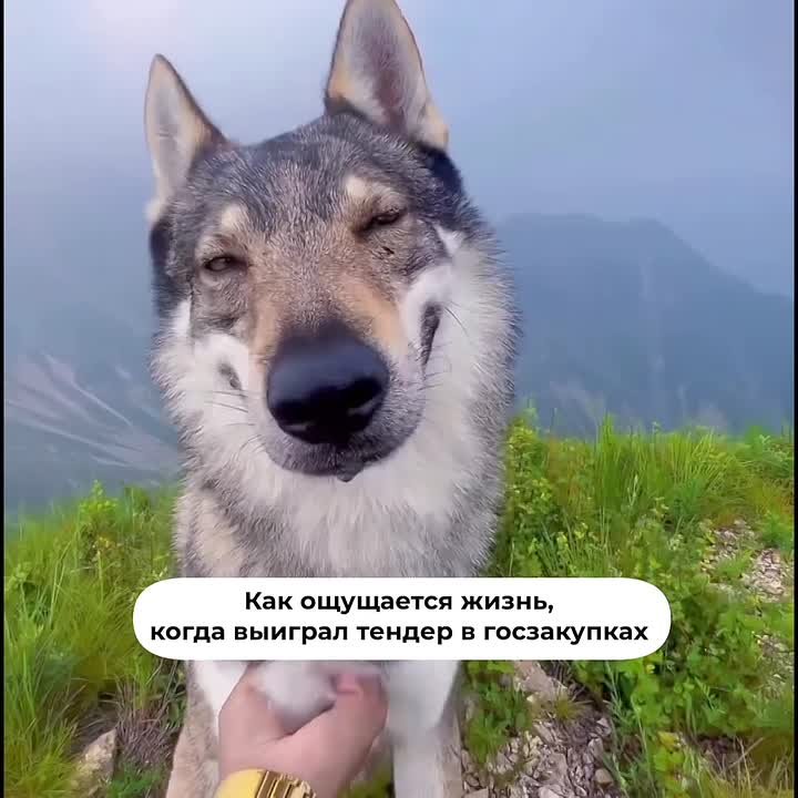 МСП и госзакупки: новые возможности для роста