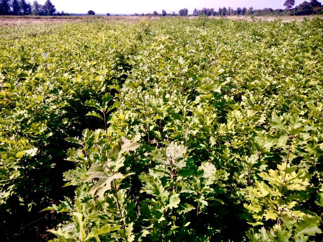 Северная Осетия передаст 1,2 тысячи саженцев Черниговскому району