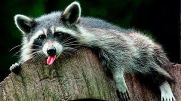 ������ ����, ������� ����������! ������ ����, ���������!