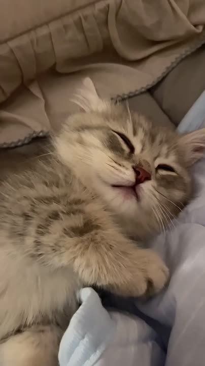 ������� ������ �����������