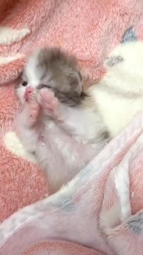 ������� �������. � �������� ����� ������� ������