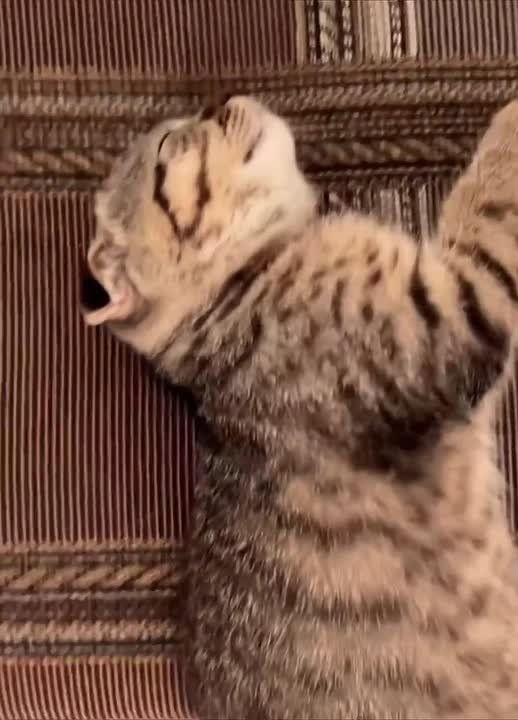 ���� ��������. ����� ��������� �� �������� � ������� �������� �� ��������