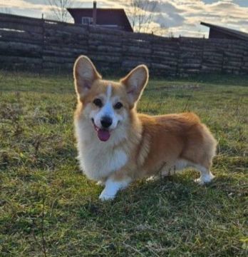 ПРОПАЛА СОБАКА. В р-н ул. Тургенева, ул. Ленина, р-н больницы