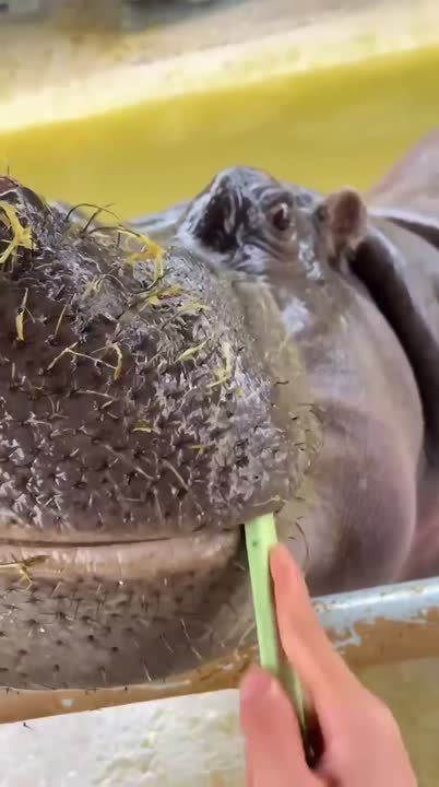 ������� ������ ��������. ������ ���� � �� ���������� �� ������