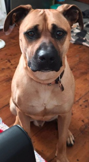 Ищем собаку. с. Балки ( порт )