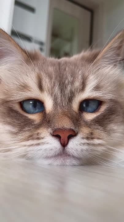 ���� ��������. ������ ����: ���������, ����, ����, �������� � ����