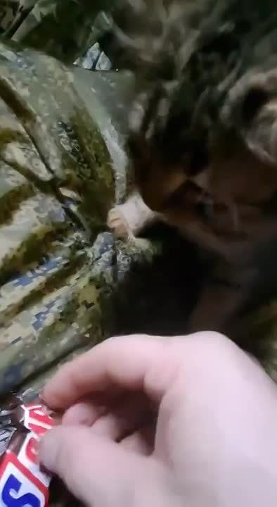 ������ ���� ��������, ����������� �������!