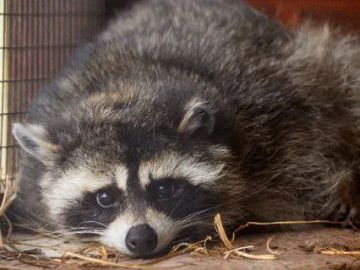 ������ ����, ������� ����������! ������ ����, ���������!