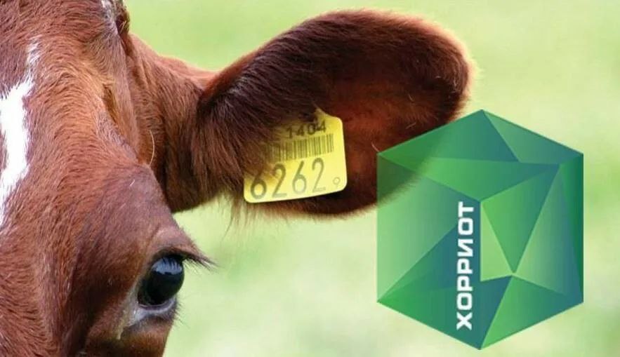 Анонс: Учебный центр ФГБУ «ВНИИЗЖ» проведет вебинар по работе в федеральной государственной информационной системе «Хорриот»