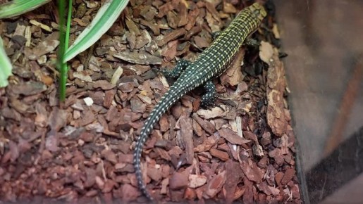 � ���������� �������� �������� ��� �������� �������� ���������� (������� �������)