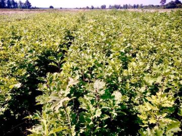 �������� ������ �������� ����������� ������� ����� 1 ������ ��������