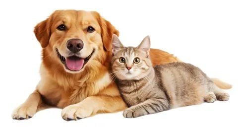 «Мы в ответе за тех, кого приручили»