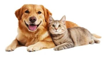 ��� � ������ �� ���, ���� ���������