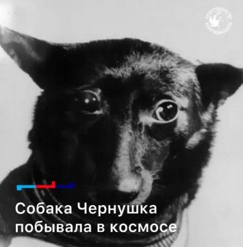 9 марта 1961 года — ровно 65 лет назад — с космодрома Байконур стартовал корабль «Спутник-9»