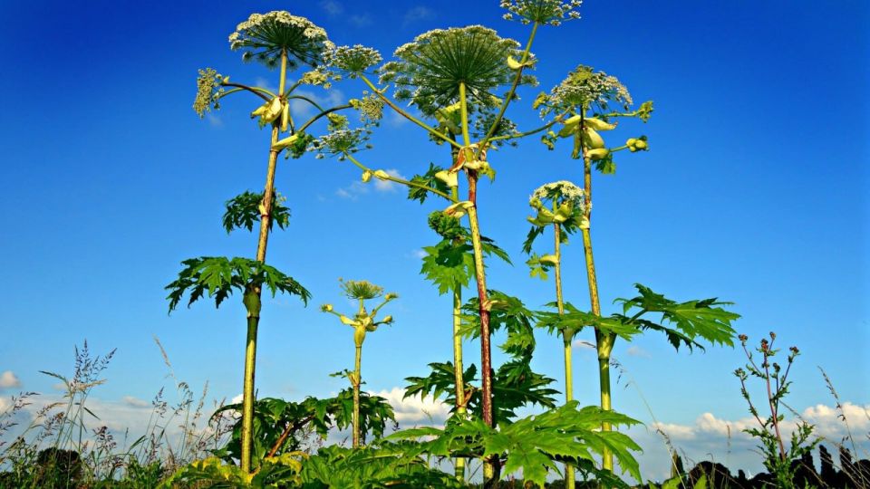 �������� ������ �������� ������ �� �������� �� ���� � ������ ����