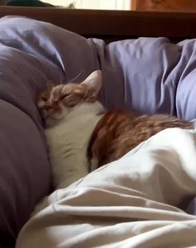 ���� ��������. ����� ������ � ��� ������