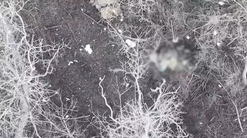 ���������� ������������ ������ ���, �������� �� ����������� ������� �� ������ ������������