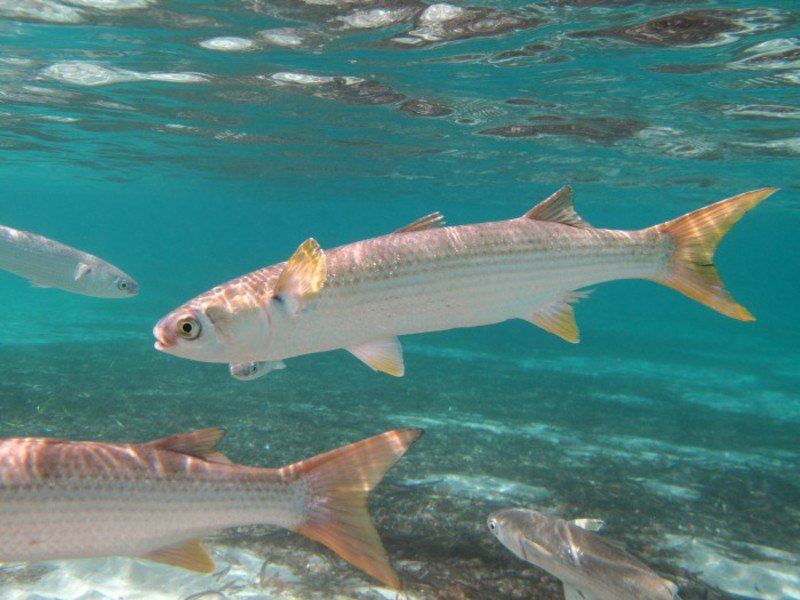 ������� ������ ��������� ��������� ������ � �������� ����