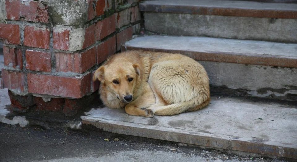 ��������������� ��������� ���������� ����������� ������� ������������� ����� ��������� Telegram-��� ��� ����� ���������� � �������� ��� ����������