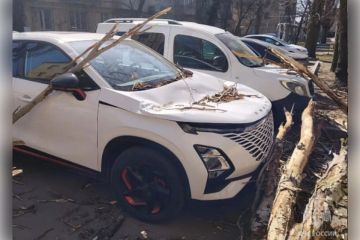 В Мелитополе и Акимовке деревья из-за ветра упали на машины и проезжую часть
