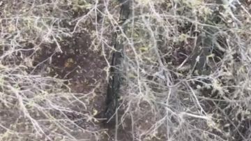 ������� ��������-ѻ ����������� ������� �������� ���������� ���� ���������� � ����������� �������