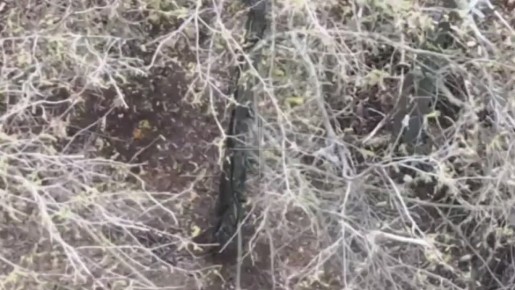 ������� ��������-ѻ ����������� ������� �������� ���������� ���� ���������� � ����������� �������