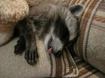 ������ ����, ������� ����������! ������ ����, ���������!