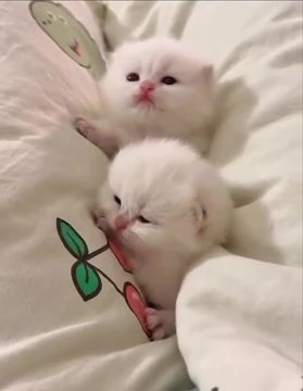 ��� ���� ��������. ����� ������� ����� ������, � ���������� �����