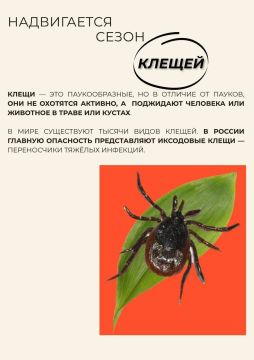 Важная информация о клещах