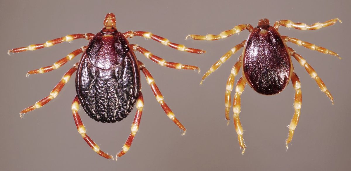 Клещи-мутанты 2026 в России: чем опасны Hyalomma и где они уже появились
