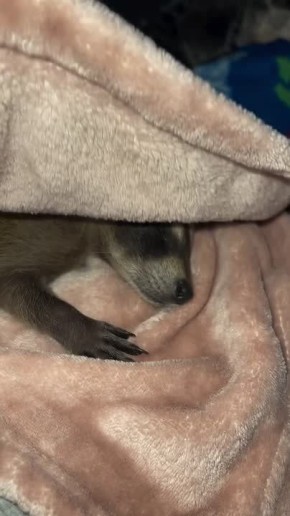 ������ ����, ������� ����������! ������ ����, ���������!